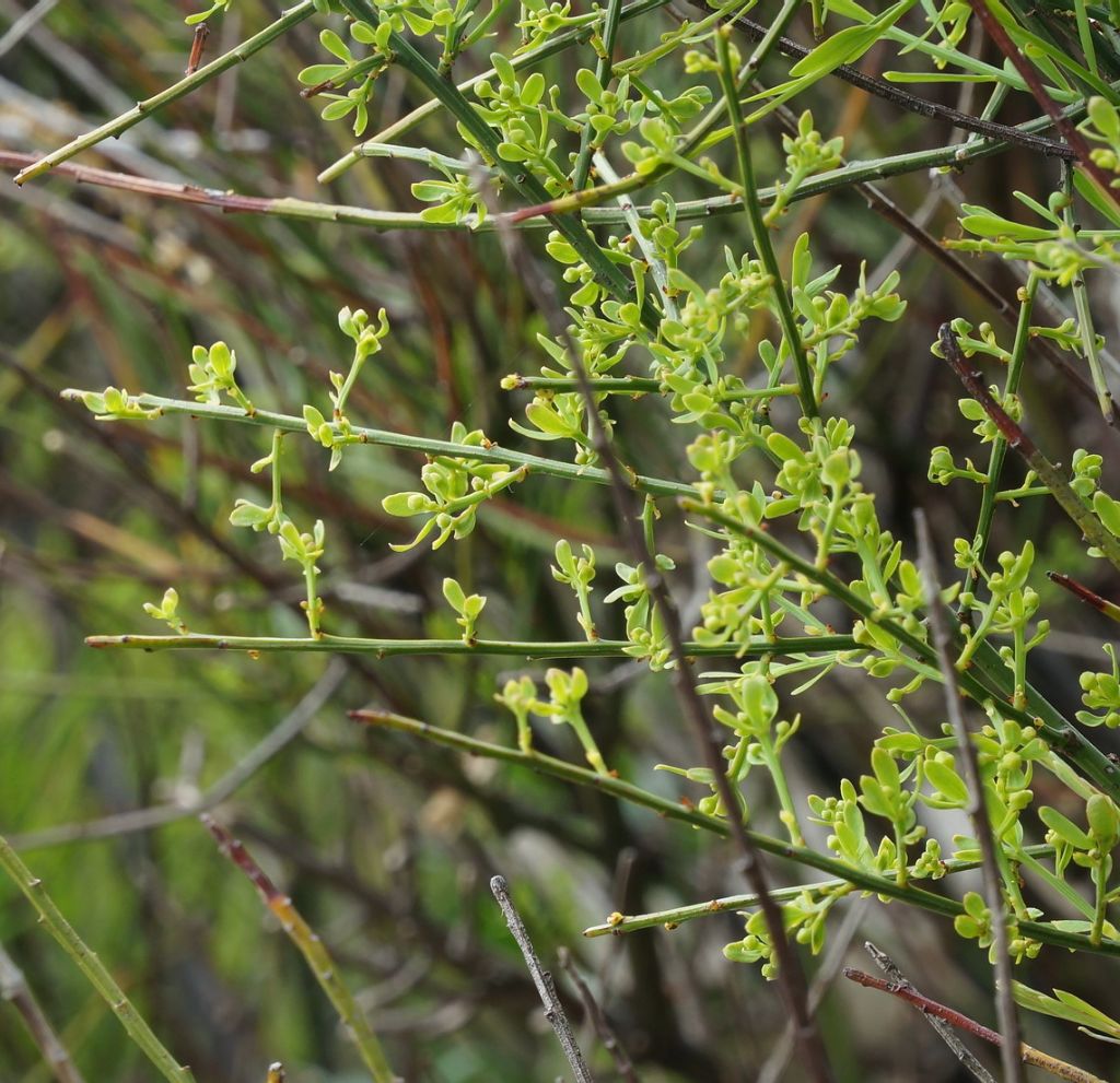 Osyris alba  (Santalaceae)